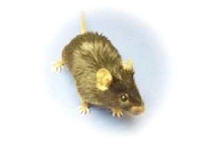 オリジナル病態動物モデルSTAM™マウス (MASH/NASH モデル)