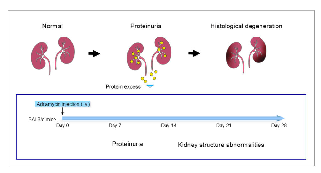 Adriamycin-induced nephropathy model for CKD