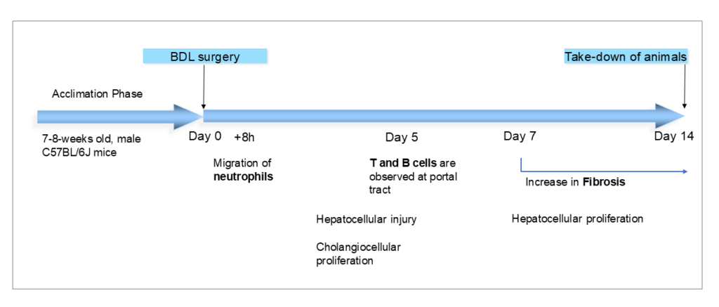 Bile Duct Ligation Model (BDL Model) for evaluation for cholangitis / liver fibrosis around the bile ducts