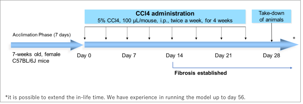 CCl4 liver fibrosis model creation and timeline