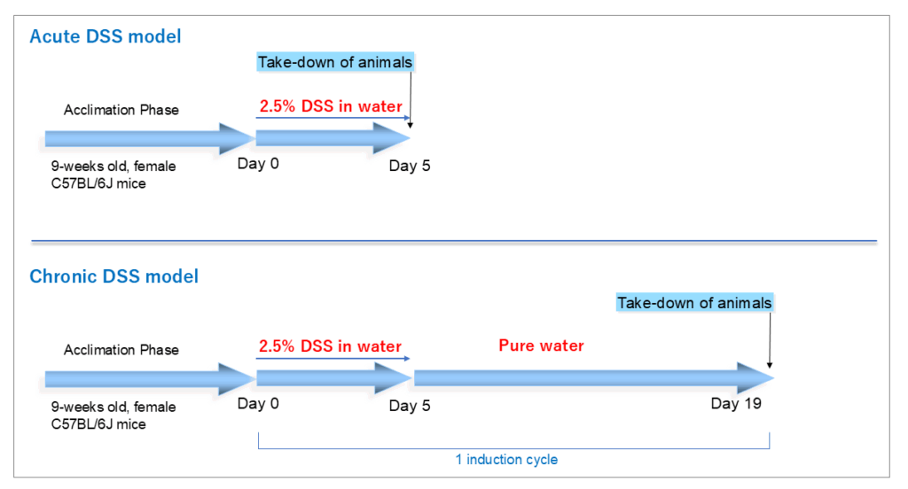 DSS-induced colitis model, DSS model, acute DSS model, chronic DSS model, IBD, ulcerative colitis