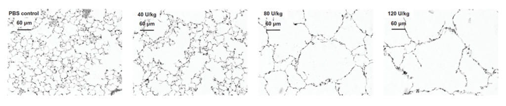 Dose dependent lesion severity in the lungs of the PPE-induced COPD animal model
