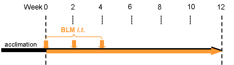 Multi-dose Bleomycin-induced pulmonary fibrosis model model
