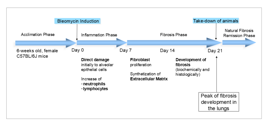 Single-dose Bleomycin-induced pulmonary fibrosis model and disease development