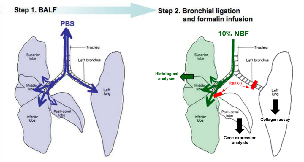 Sampling Scheme in the Bleomycin-induced pulmonary fibrosis model