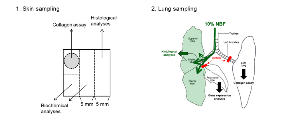 SSc-ILD model sampling