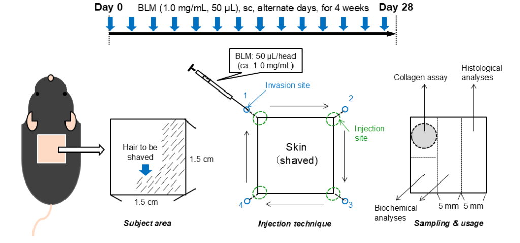 Bleomycin-induced skin fibrosis model (SSc) and (SSc-ILD)
