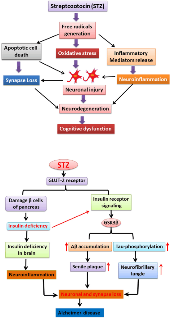 streptozotocin-Alzheimer Model