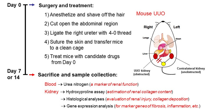 The UUO-induced renal fibrosis model