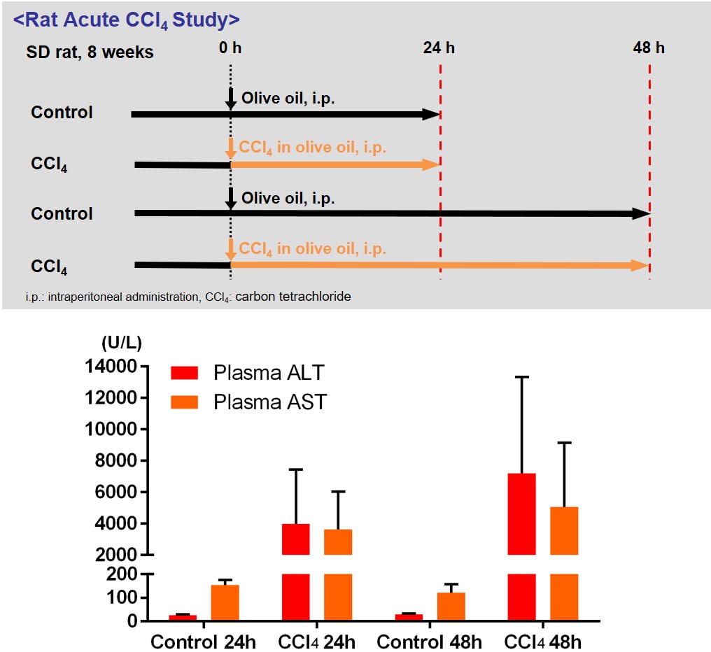 Graph of Rat CCl4-induced Acute Liver Injury Model Data