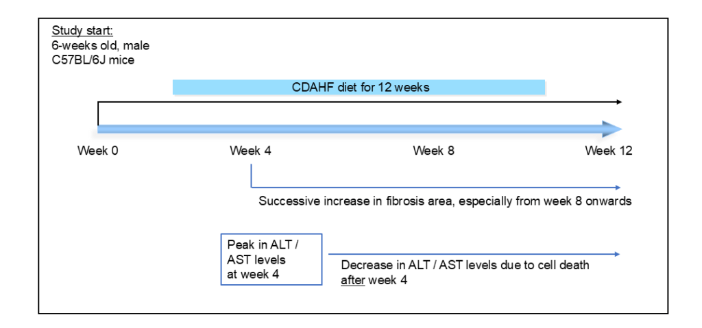 CDAHFD model timeline